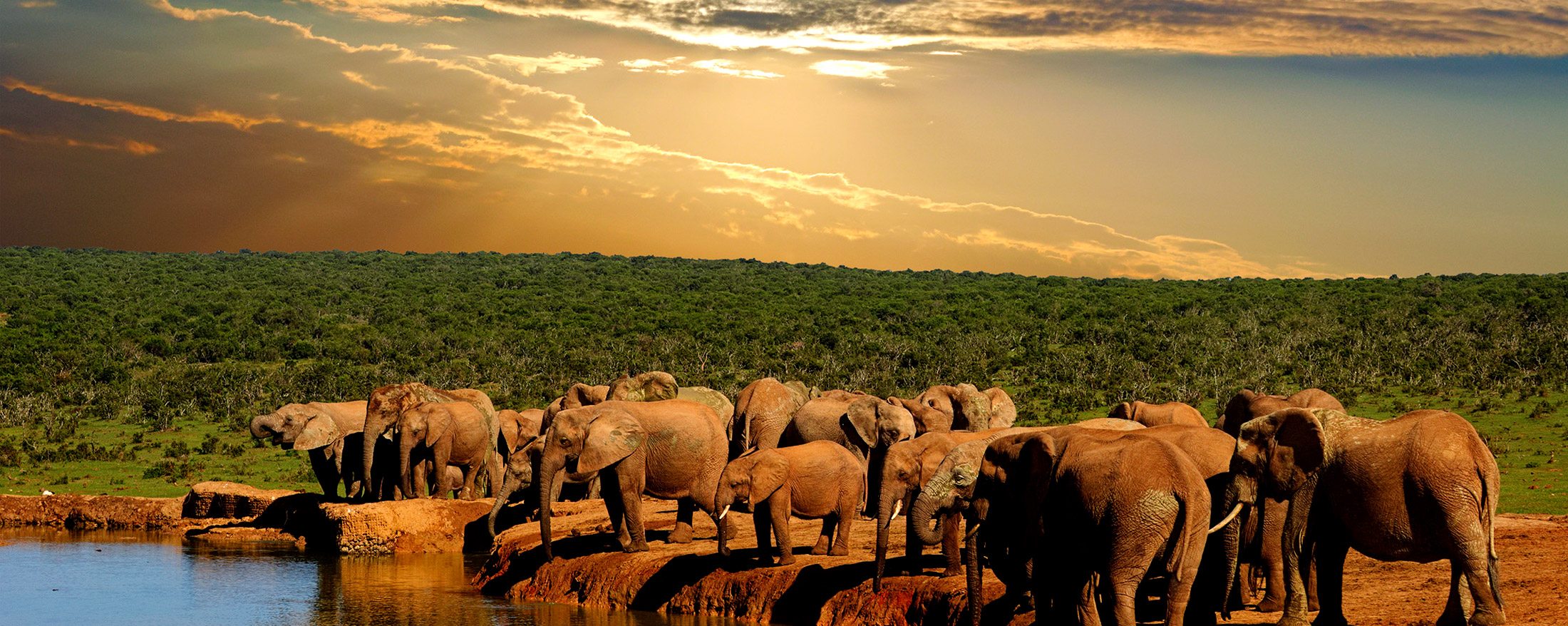 Elephants grazing in Addo Elephant National Park, Eastern Cape South Africa